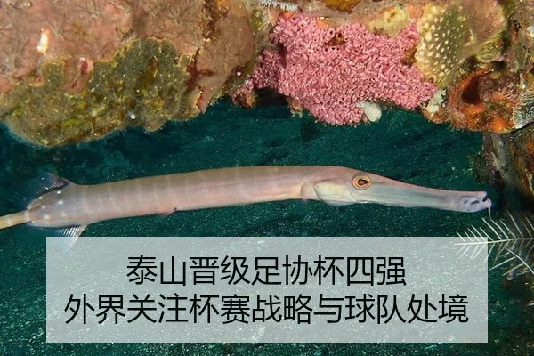 泰山晋级足协杯四强 外界关注杯赛战略与球队处境